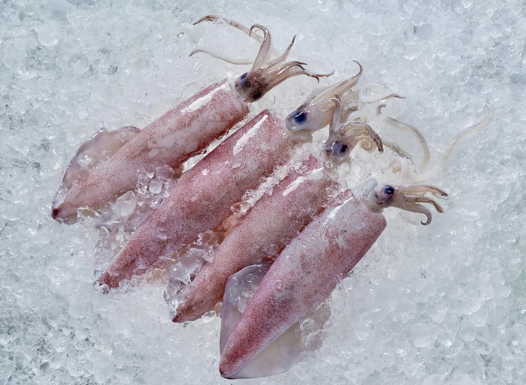Калмари